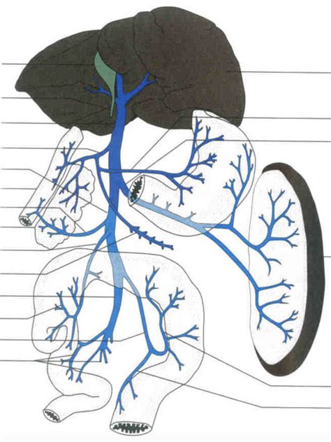 Cat Hepatic Portal System Diagram Quizlet