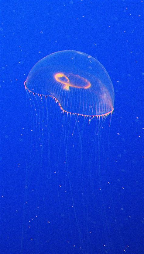 Aequorea Victoria Also Sometimes Called The Crystal Jelly Is A