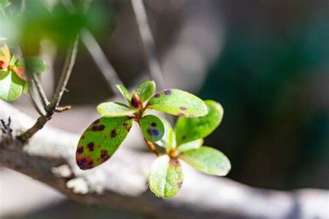 Identify Azalea Diseases And Pests And How To Prevent And Treat