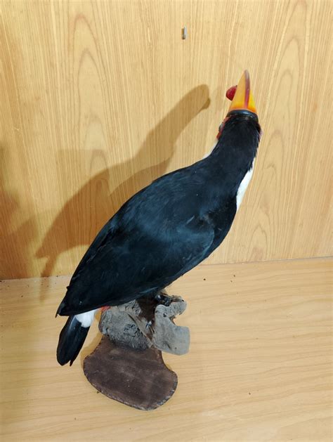 Toucan Taxidermy Full Body Mount Ramphastos Toco With Proof Of