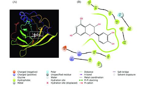 Molecular Docking Of Catechin With B Lg A Binding Of Catechin At The Download Scientific