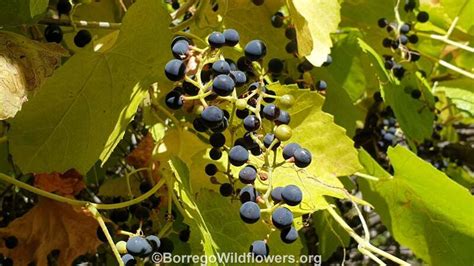 Plantfiles Pictures Vitis Species Desert Wild Grape Southern