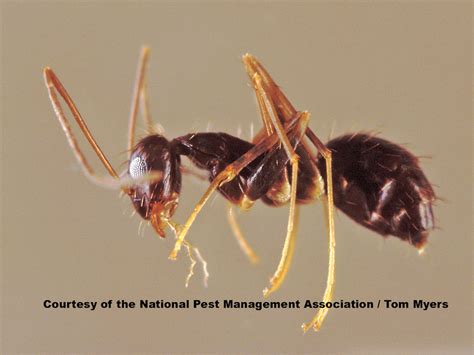 Crazy Ant Pest Guide Profile: Caribbean Crazy Ants Info