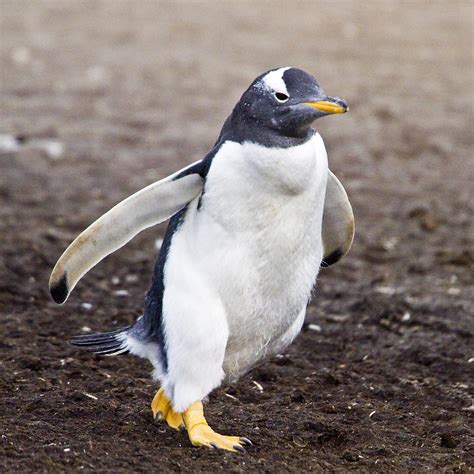 Antarctica & South America: A Day in the Falklands, Gentoo Penguins