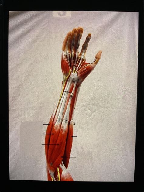 upper extremity terms sports study set part  flashcards quizlet