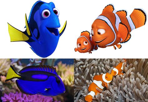 Meet The Real Animals Behind Finding Dory