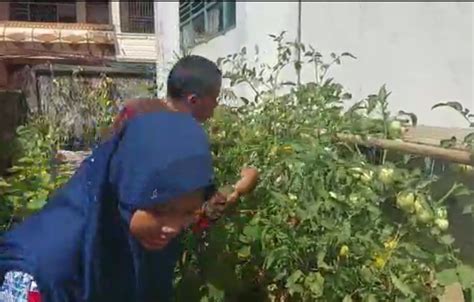 Giat Organisasi KIR MTsN 1 Bone Dalam Berwirausaha Budidaya Tanaman