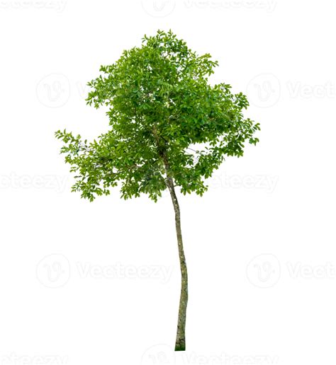 Isolated trees on transparent background PNG file 18726865 PNG