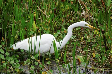 Great White Egret In Natural Habitat Close Up Photograph By Jill