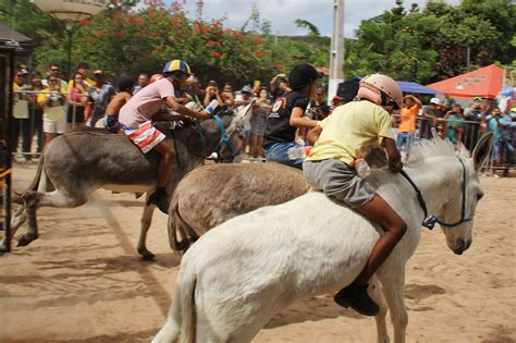 Veja Imagens Da Corrida De Jegues Jegue Fotografia