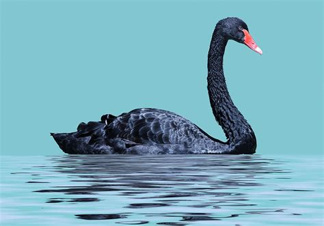 Swan Symbolism & Spiritual Meaning (+ Spirit Animal) | World Birds