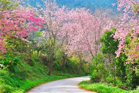 doi ang khang    mountaintop area  admire beautiful flowers