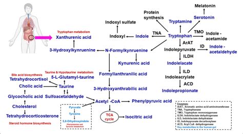 Microbial Tryptophan Is Catabolized On Host Physiology With The Help