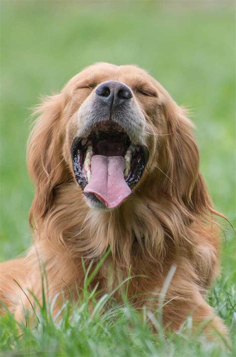 Golden Cocker Retriever - Is This The Ideal Family Pet?