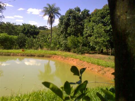 A Small Pond Surrounded By Trees And Grass