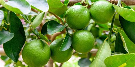 10 BEST Citrus Trees to Grow in Florida (2023 Guide) - The Gardening Dad