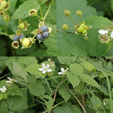 Rubus caesius / zarza pajarera