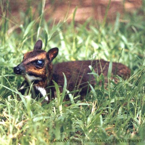 Haribon — The Philippine Mouse-deer is neither a mouse or a...