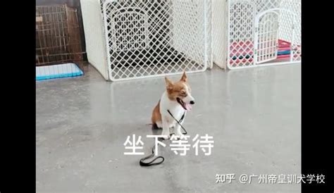 5天训狗能把柯基扑人行为搞掂？训犬师裁判直呼不可能！ 知乎