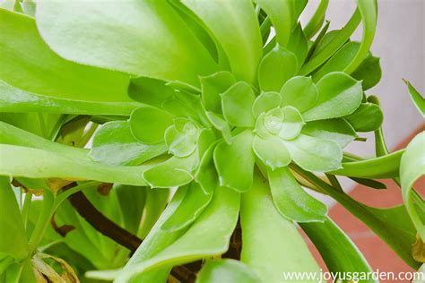 Aeonium Arboreum Care Made Simple - Joy Us Garden