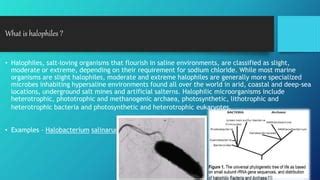 Halophiles | PPT