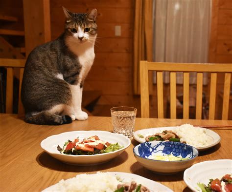 【専門家解説】猫は人間の食べ物を食べても大丈夫？ok・ngな食べ物 Cocoペットジャーナル