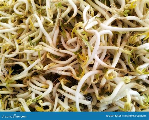 Closeup Of Bean Sprouts At Markets Stock Photo Image Of Shade Long