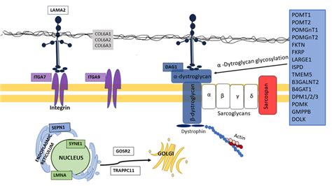 Schematic Representation Of The Dystrophin Glycoprotein Complex CDGP