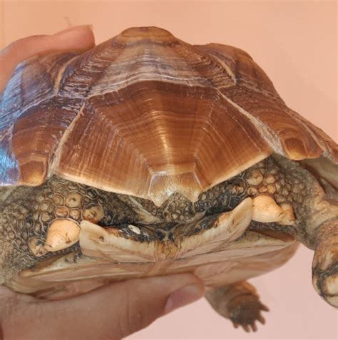 Not Sure Of The Gender Sulcata About 3 Or 4 Years Old R Tortoise