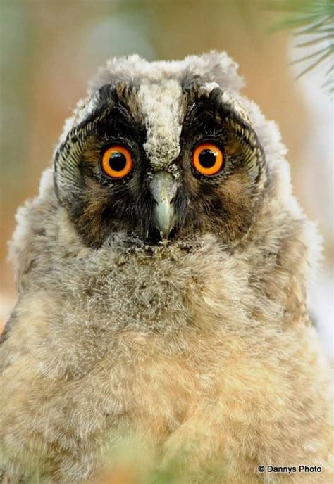 Juvenile Long Eared Owl In Norway By Danny Dale Cothren‎ Via The