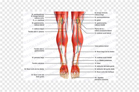 Names Of Leg Muscles Diagram