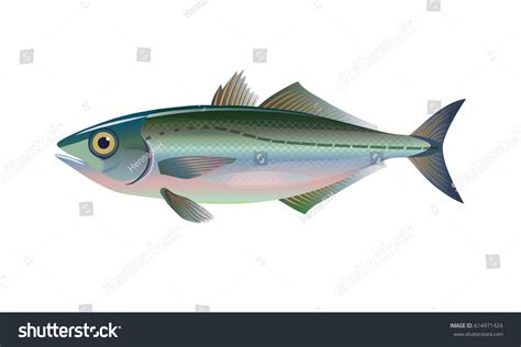 Horse Mackerel Fish Vector Illustration Royalty Free Stock Vector