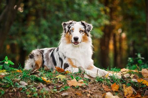 Australian Shepherd Hütehund Haustierratgeber