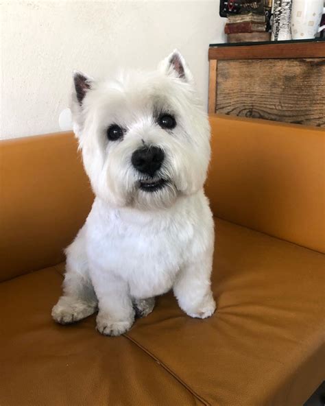 Фото вест-хайленд-уайт-терьера (100 фотографий)