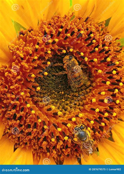 Sunflower Bees Nature Photography Pollination Stock Image Image Of