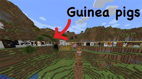 Building My Subscribers Guinea Pigs In Minecraft Youtube