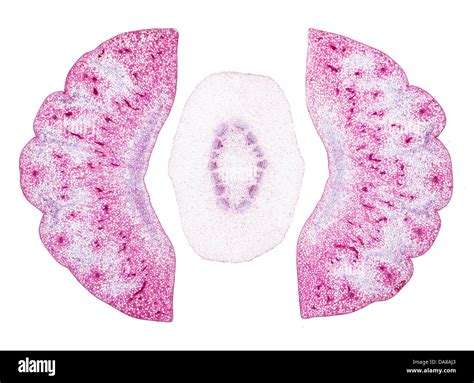 Stained microscope slide hi-res stock photography and images - Alamy