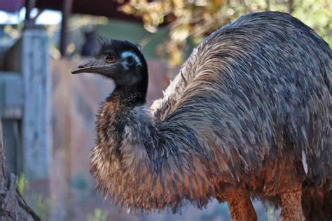 Emu - Phoenix Zoo