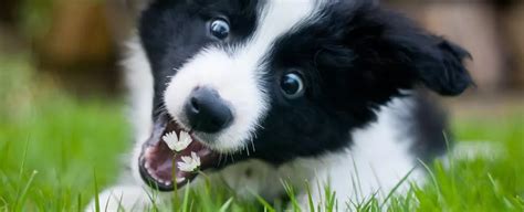 Por que os cachorros comem grama Descubra o motivo por trás desse