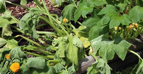 How To Identify And Control Zucchini Diseases Gardeners Path