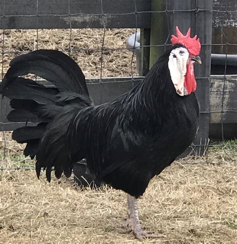 White Face Black Spanish Blog Heritage Poultry Conservancy Fancy