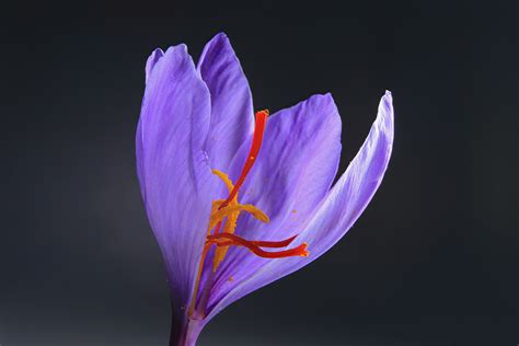 Why Is Saffron So Expensive?