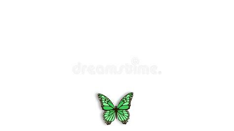 Realistic Butterfly Animation On Green Screen Seamless Loop Stock