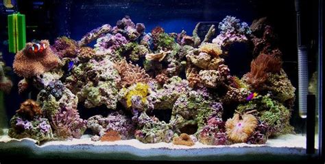 Gallon W X W K And Actinics Tank Shots Nano Reef Community