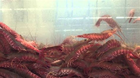 Jumping Live Prawns Shrimp Tiger Youtube