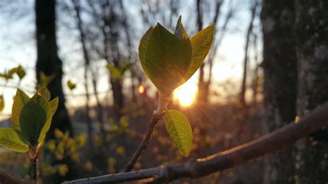 Kostenlose foto Baum Natur Wald Ast blühen Licht Sonne