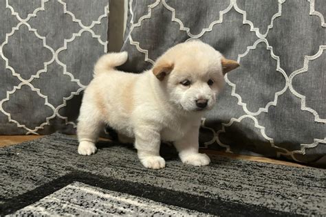 Camila Shiba Inu Puppy Da A Pawrade