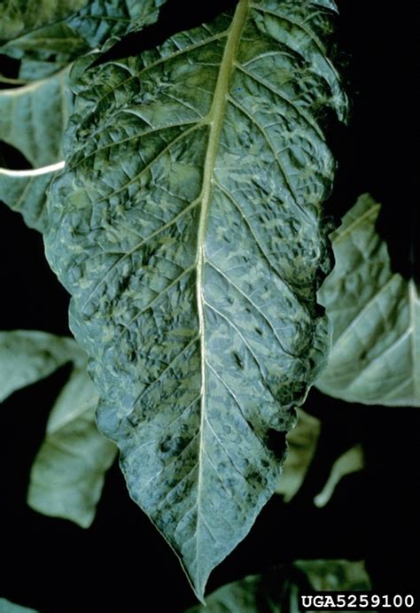 Tobacco Mosaic Virus Tmv Tobamovirus Tobacco Mosaic Virus