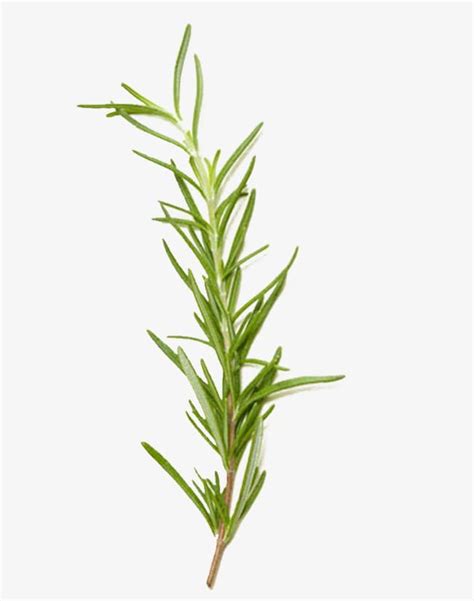 Rosemary Grass Png Clipart Biological Biological Rosemary Grass