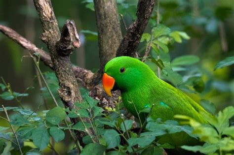 Eclectus Parrot: Info, Personality & Care Guide (With Pictures) | PangoVet